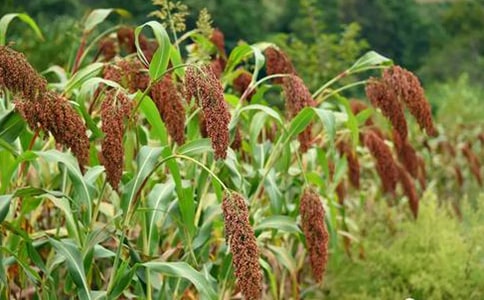 五年级语文上《高粱情》教学设计与反思