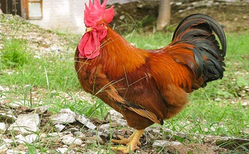 С����������վ�����а���Ϸ��̰�