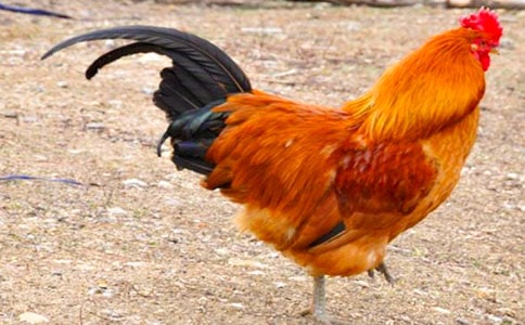 ��С������СѼ�ӡ�һ