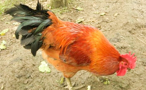 ��С������СѼ�ӡ���ѧ��˼