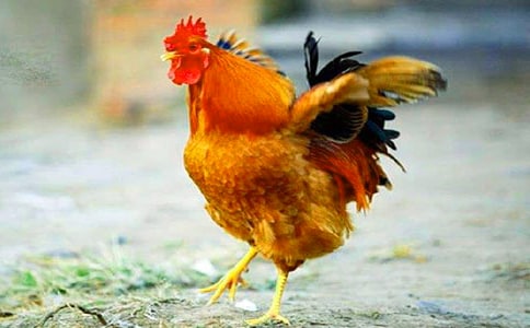 小公鸡和小鸭子教学设计