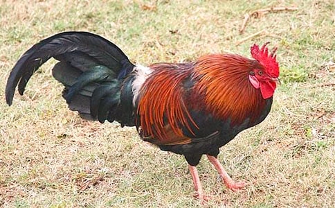 金鸡冠的公鸡教案范文合集5篇