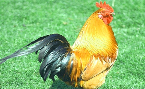 金鸡冠的公鸡教案范文锦集六篇