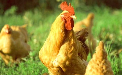 一年级小鸭子和小公鸡的教学反思