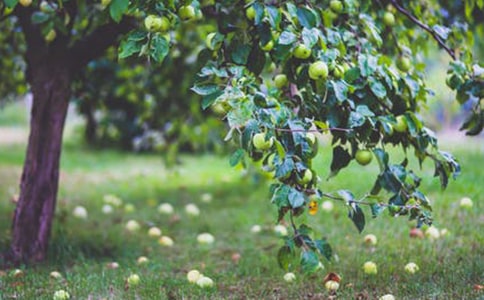 ��԰�а���ͬ15ƪ��ͨ�ã�