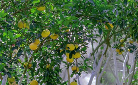 果园承包合同精华【14篇】