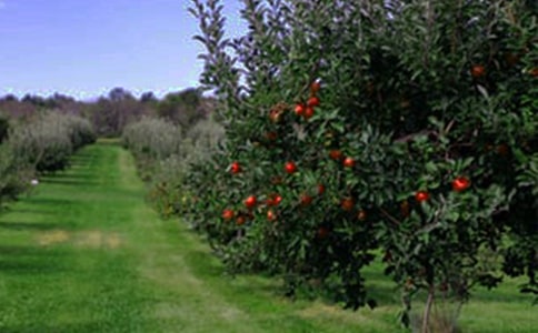 果园承包合同通用15篇