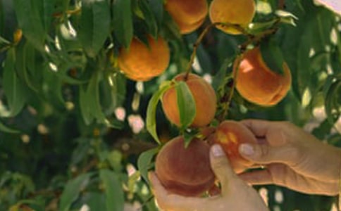 ���˹�԰�а���ͬ9ƪ