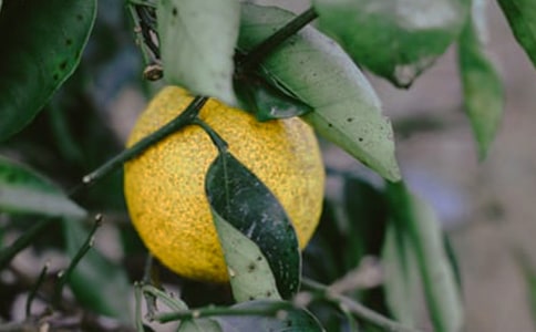 ��԰�а���ͬ����