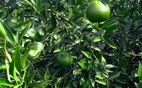 ��԰�а���ͬ������12ƪ��