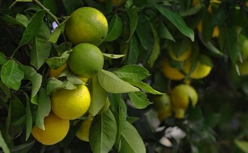 标准农村果园承包合同范本