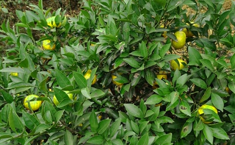 【荐】果园承包合同15篇