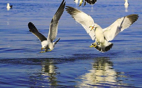 ����Ÿ����ɭ�������