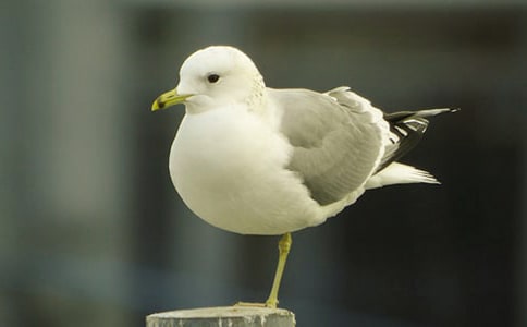 ����Ÿ����ɭ�������(��)