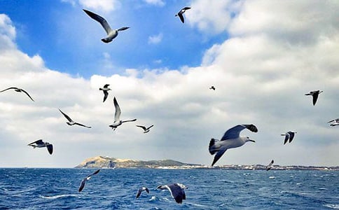 ��Ÿ����ɭ�����(�ر�)