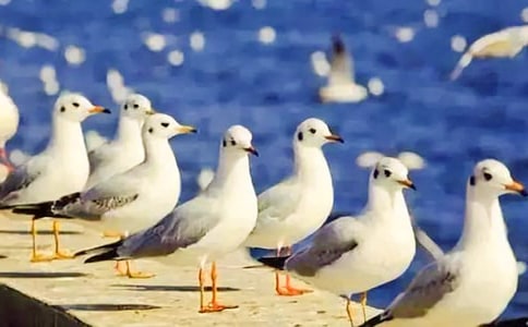 ��Ÿ����ɭ�����9ƪ