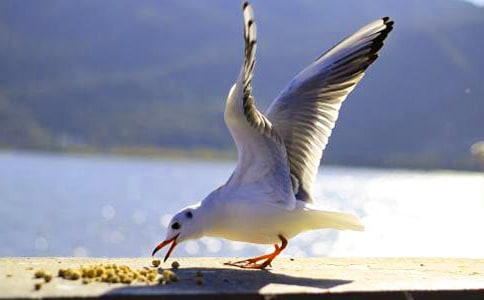 《海鸥乔纳森》读后感14篇