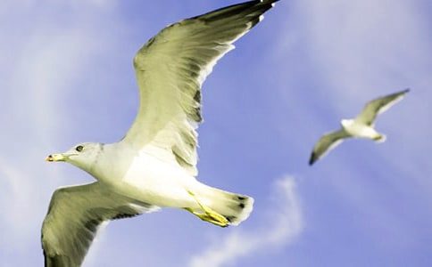 ������Ÿ����ɭ���и�10ƪ