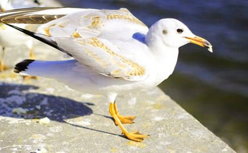 ��Ÿ����ɭ����з���15ƪ