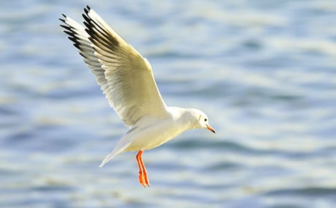 《飞吧,海鸥》教学设计