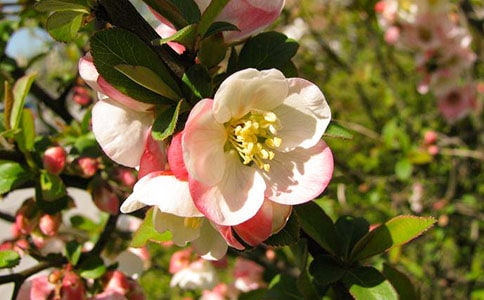 ���㺣�Ĺۺ��(��ѡ15ƪ)