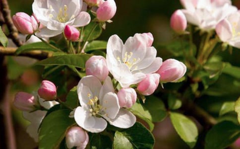 ���㺣�Ĺۺ�У��ţ�