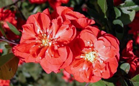 《大鱼海棠》观后感13篇