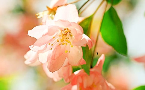 《大鱼海棠》观后感(热门)