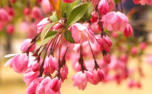 海棠果买卖合同