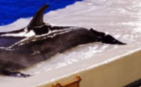 �����ĺ��࣬�а����Խ̰�