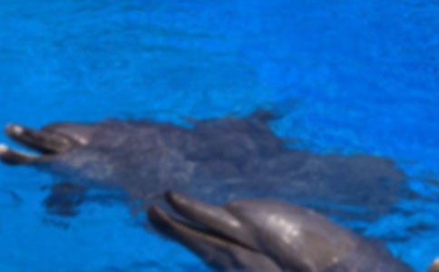 《蓝色的海豚岛》读后感(热门)