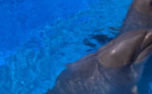 读《蓝色的海豚岛》有感