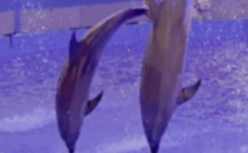 ����ɫ�ĺ��ൺ���ĵ�