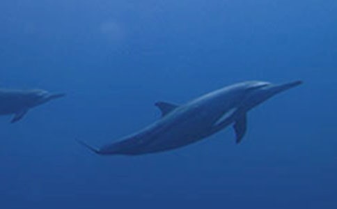 ��ɫ�ĺ��ൺ�����