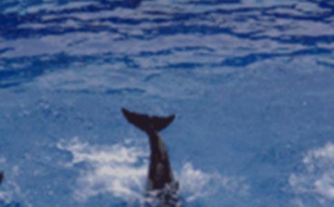 ��ɫ�ĺ��ൺ�����