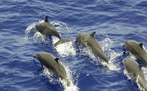 ������ɫ�ĺ��ൺ���и�(ʵ��15ƪ)