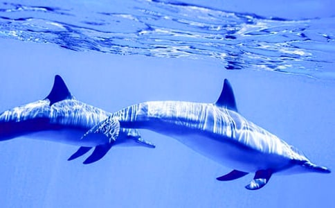 ��ɫ���ൺ�����