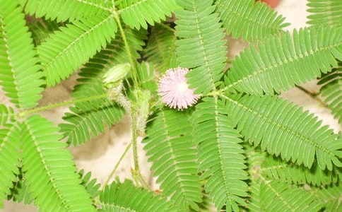 含羞草小班语言教案