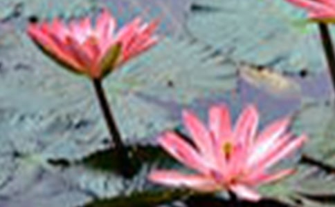 《荷花》教学反思合集15篇