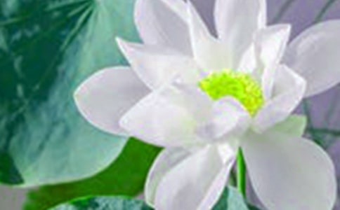 王崧舟《荷花》教学实录全文