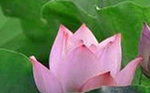 ���ɻ���˵�θ巶�ģ���ѡ3ƪ��