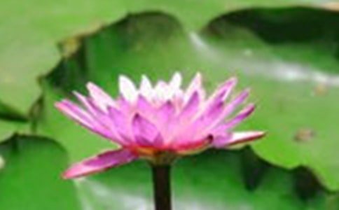 荷花教案模板集锦