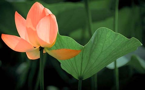 《荷花淀》教案锦集8篇