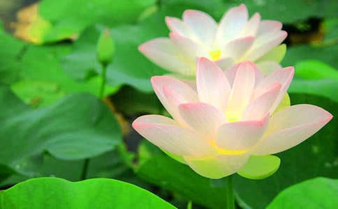 《荷花》第二课时教学设计