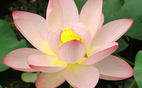 《荷花》教学反思(15篇)