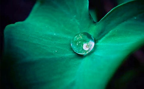 荷叶圆圆教学设计第一课时