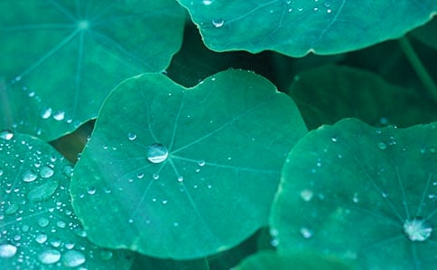 【推荐】荷叶圆圆教案3篇