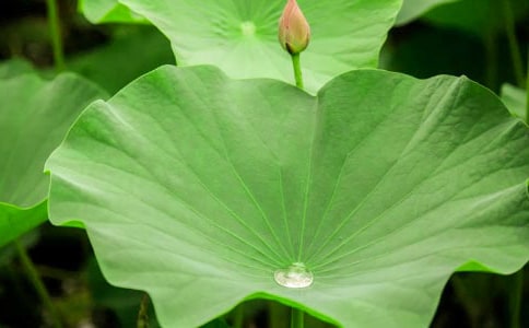 ����ҶԲԲ����ѧ���(����)