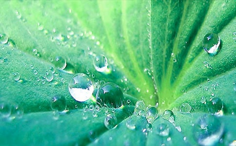 小学一年级《荷叶圆圆》教案