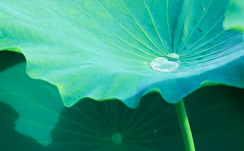 《荷叶圆圆》教学反思